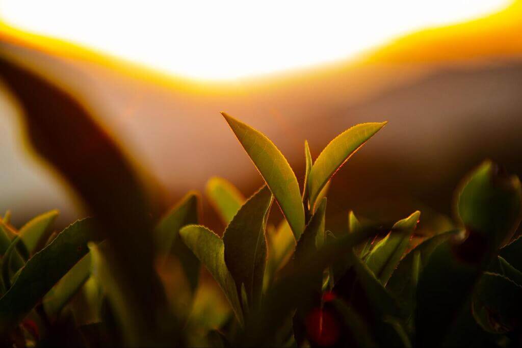 Darjeeling tea leaves glistening in the sunlight.