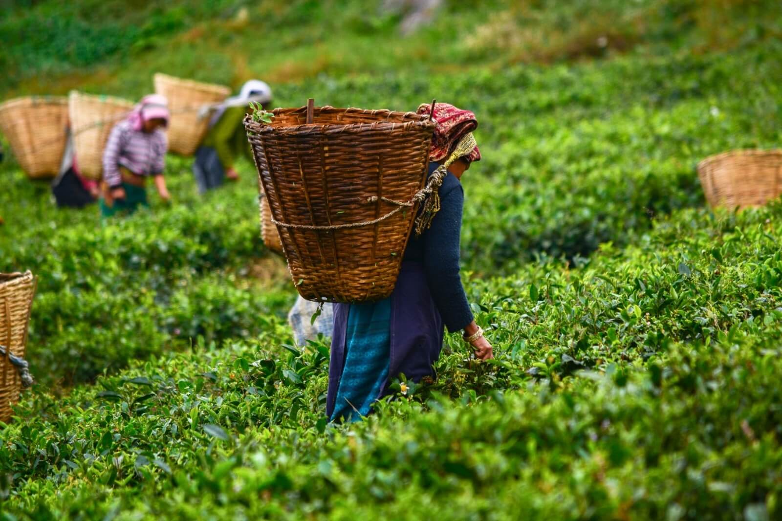 In this image tea pluckers are at work, plucking fresh Darjeeling tea in Mirik, Darjeeling