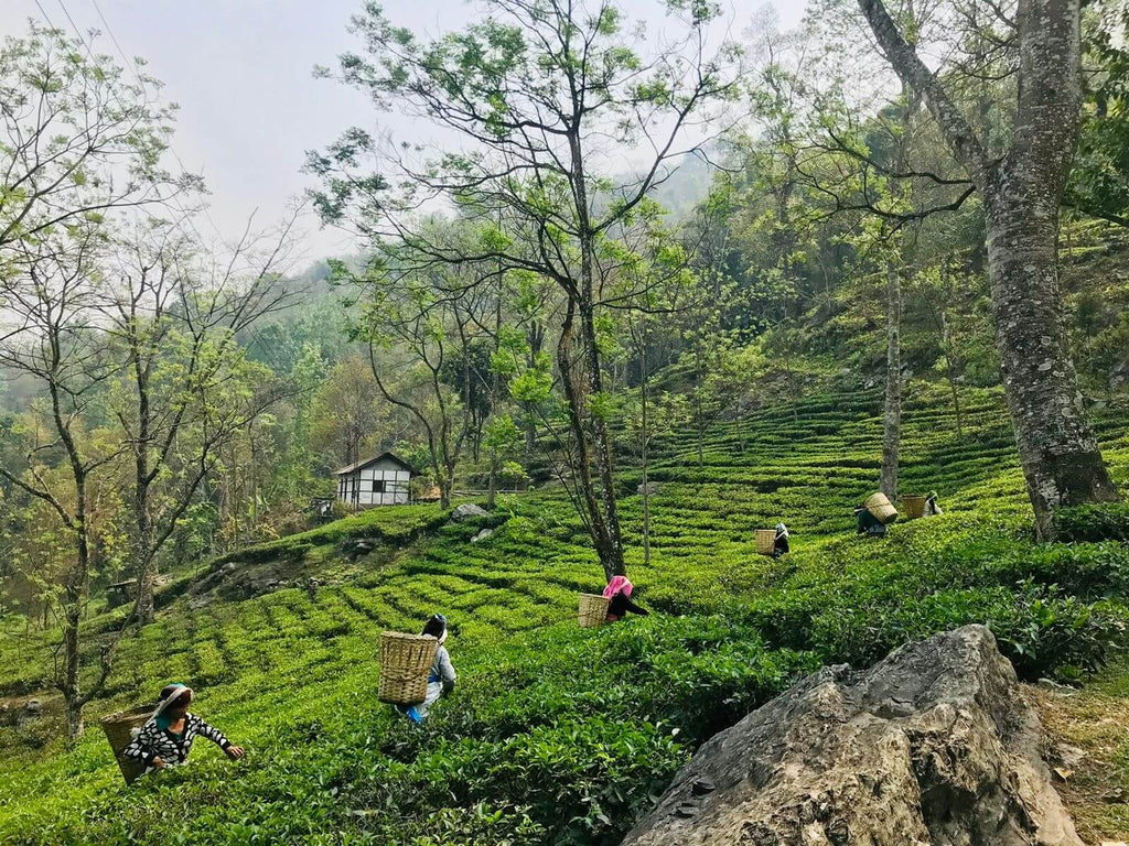 Exploring India’s Hidden Tea Treasures - Sikkim & Meghalaya