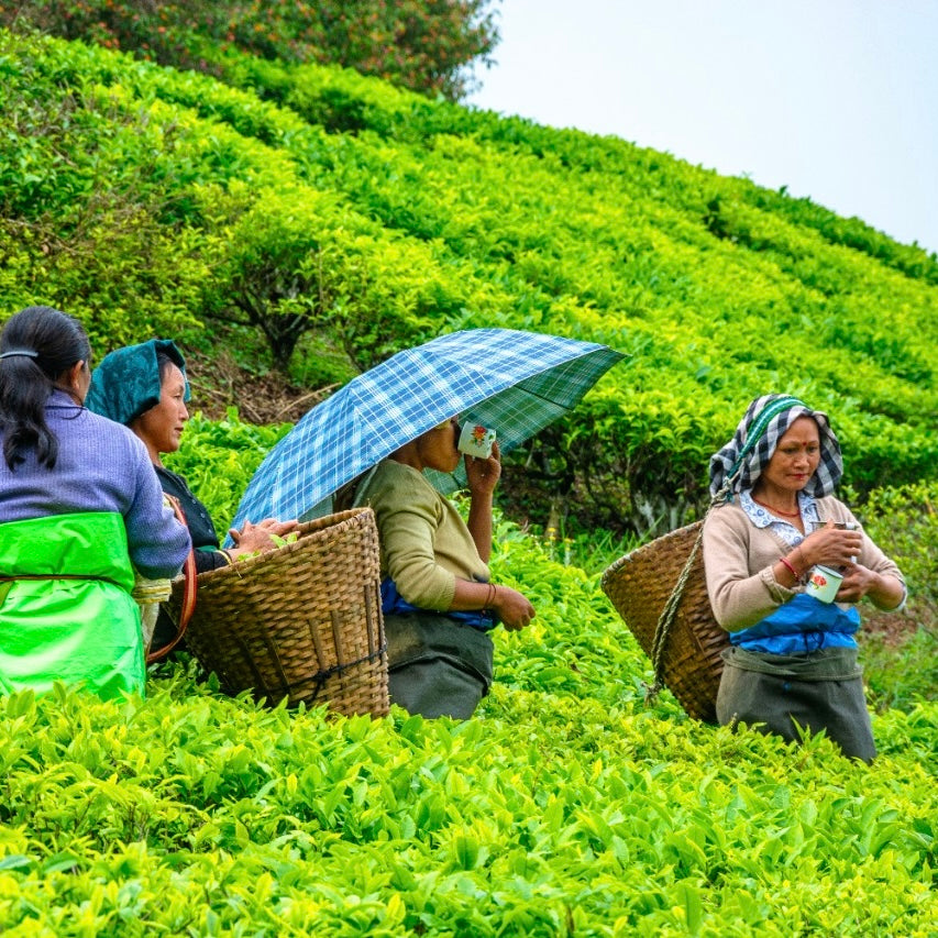 Heritage & Innovtive Spring Black Teas from North Eastern India