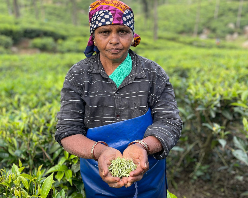 Frosted High Mountain Winter Nilgiri Teas