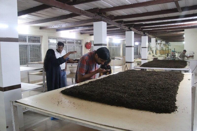 The process of tea oxidation giving a dark brown color
