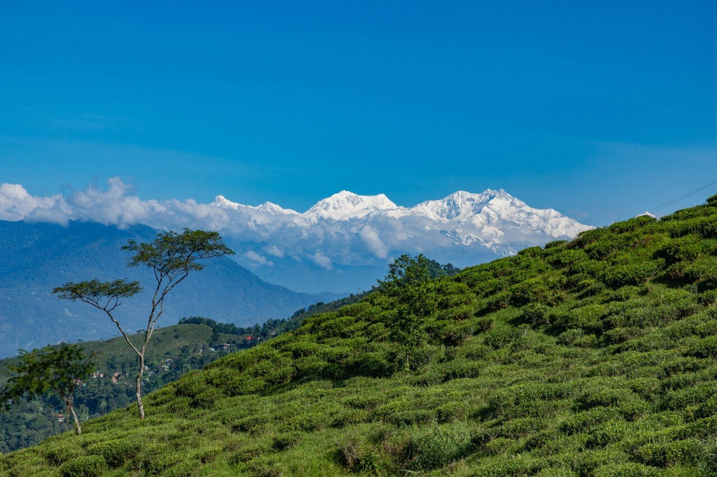 high mountain tea plantation that are growing in high altitudes