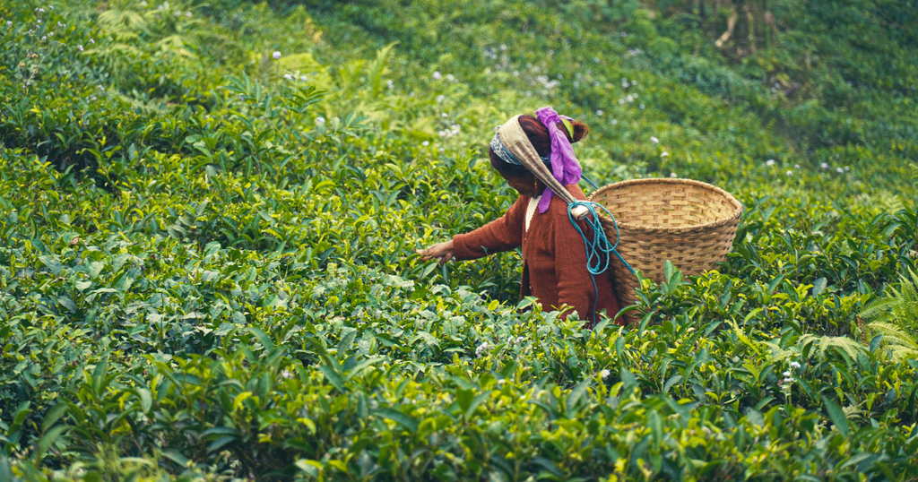 Darjeeling First Flush: A Tea Meant for Its Moment