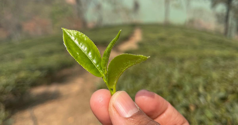 The Call That Changed Our Tea Season
