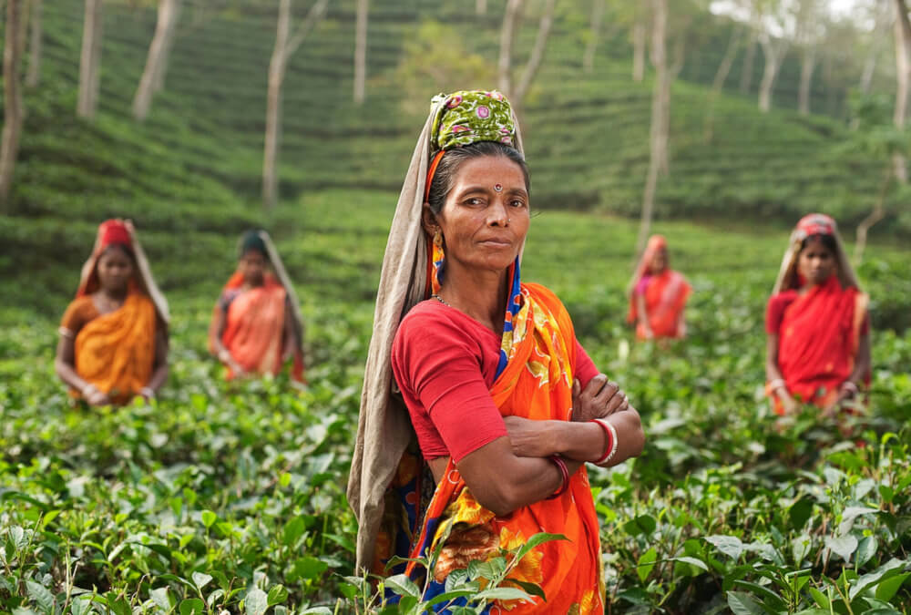 The tea pluckers of Assam working in a large tea plantation