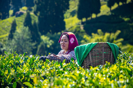 a tea plucker working in the tea garden