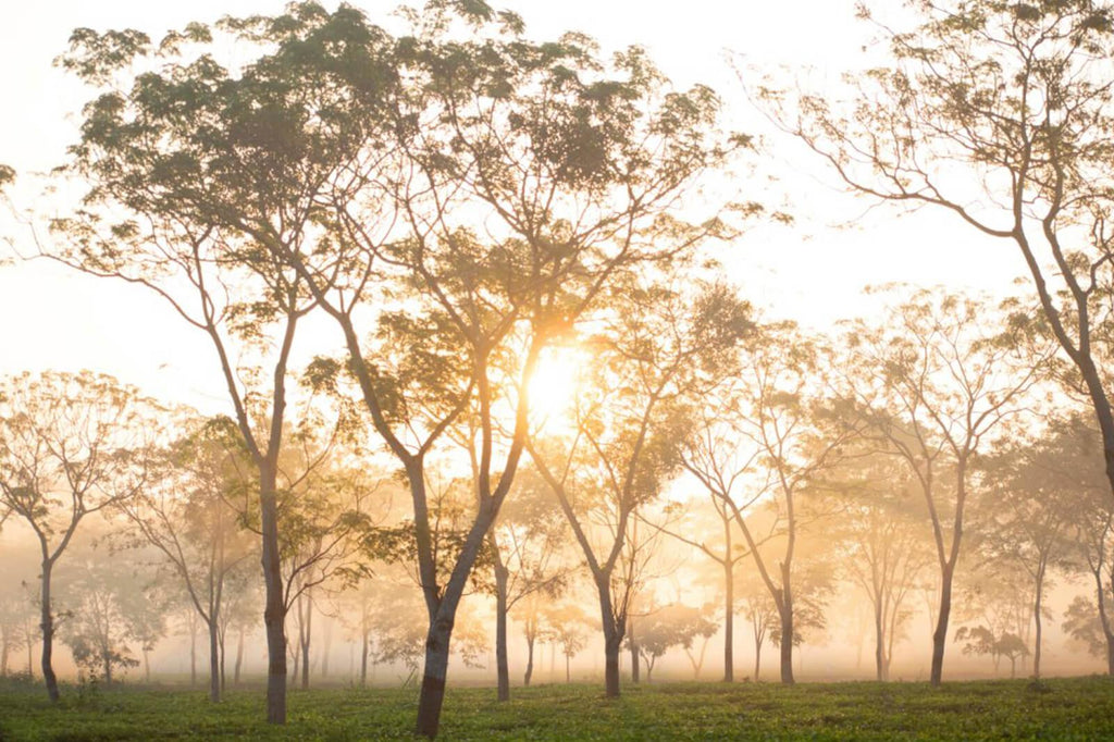 The Chronicles Of Assam Tea - Herbs & Kettles