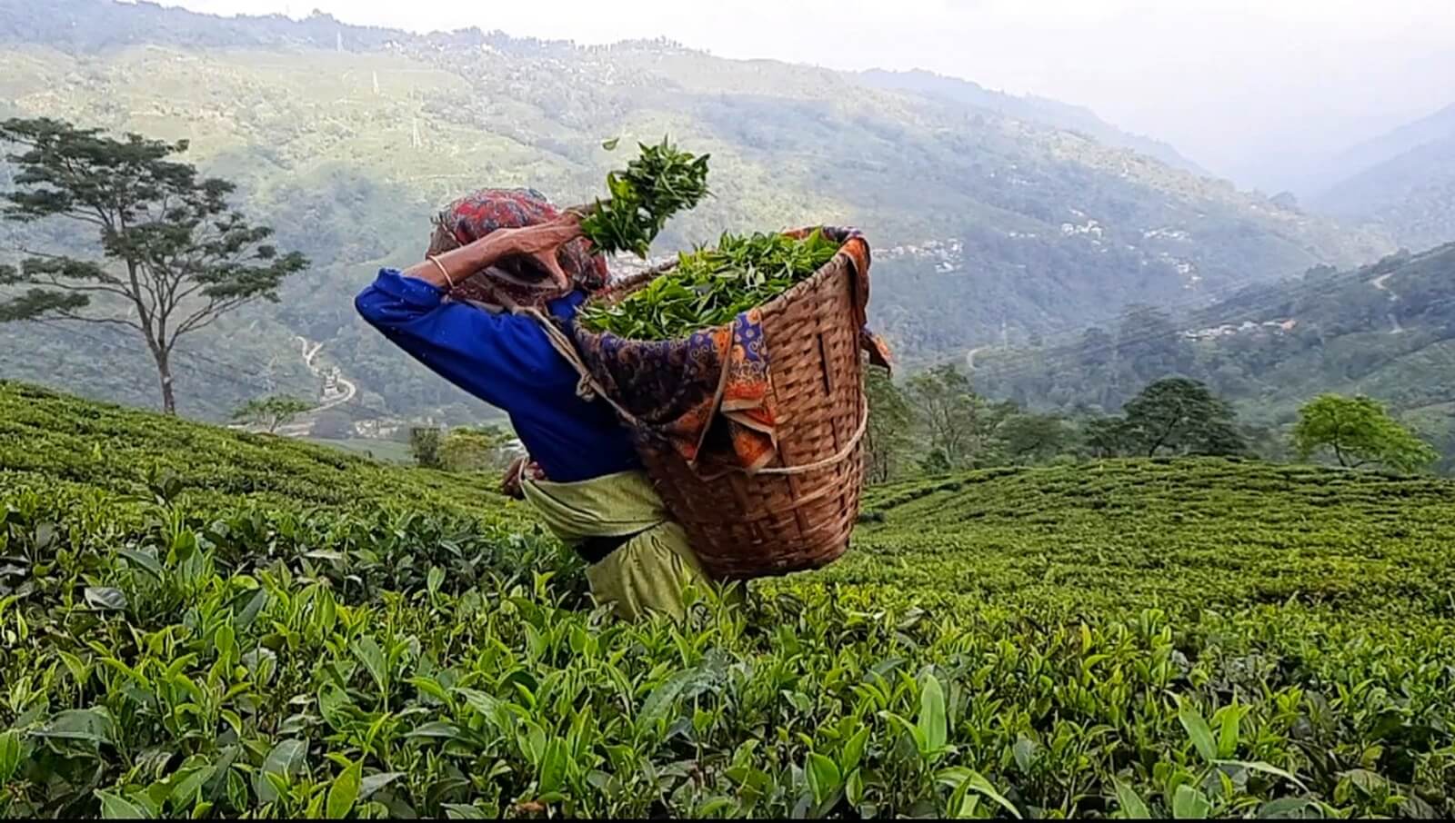 A lady tea plucker is adding fresh green tea leaves in her basket