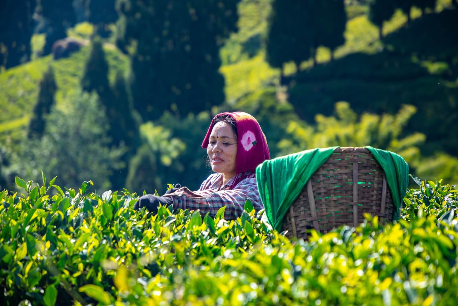 A lady tea plucker is plucking fresh Darjeeling tea leaves in a tea estate in Darjeeling, India