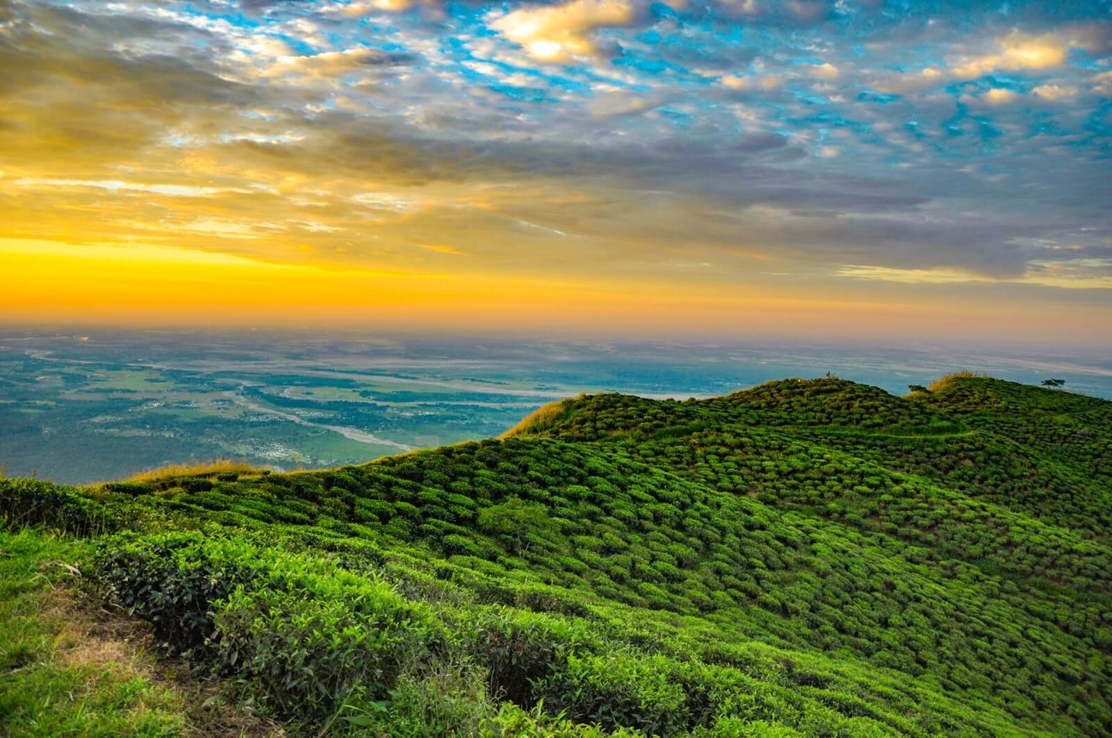 A lush green tea plantation view of Mirik’s serene hills in Darjeeling, India