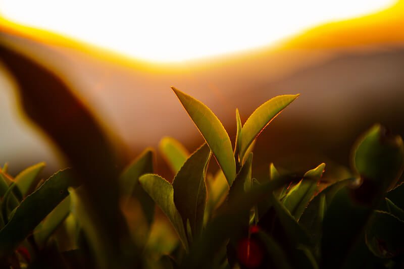 A view of Darjeeling first flush tea leaf