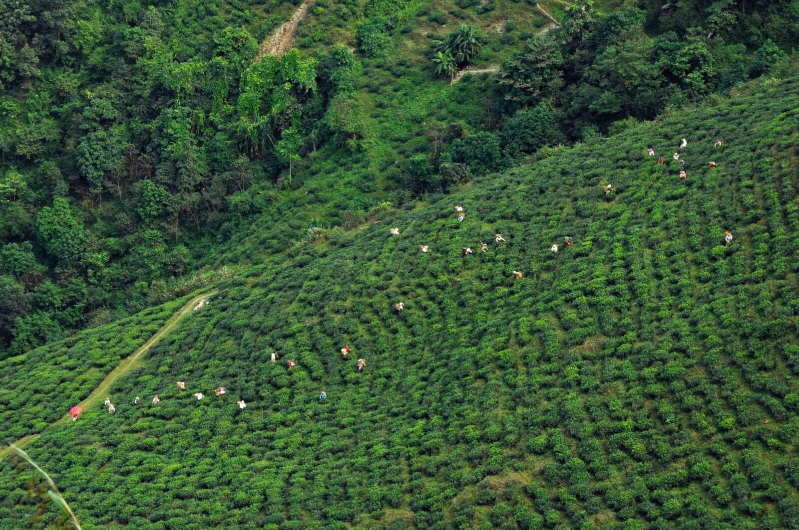 A view of Mirik Valley, a quaint tea estate of Darjeeling district in West Bengal, India