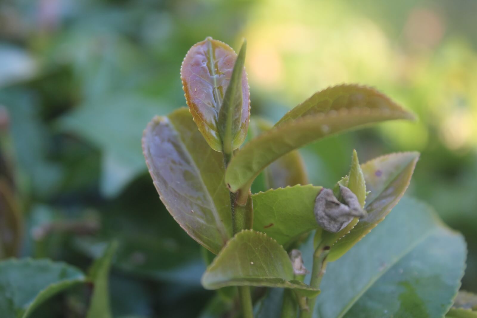Purple Tea Leaves are rich in antioxidants