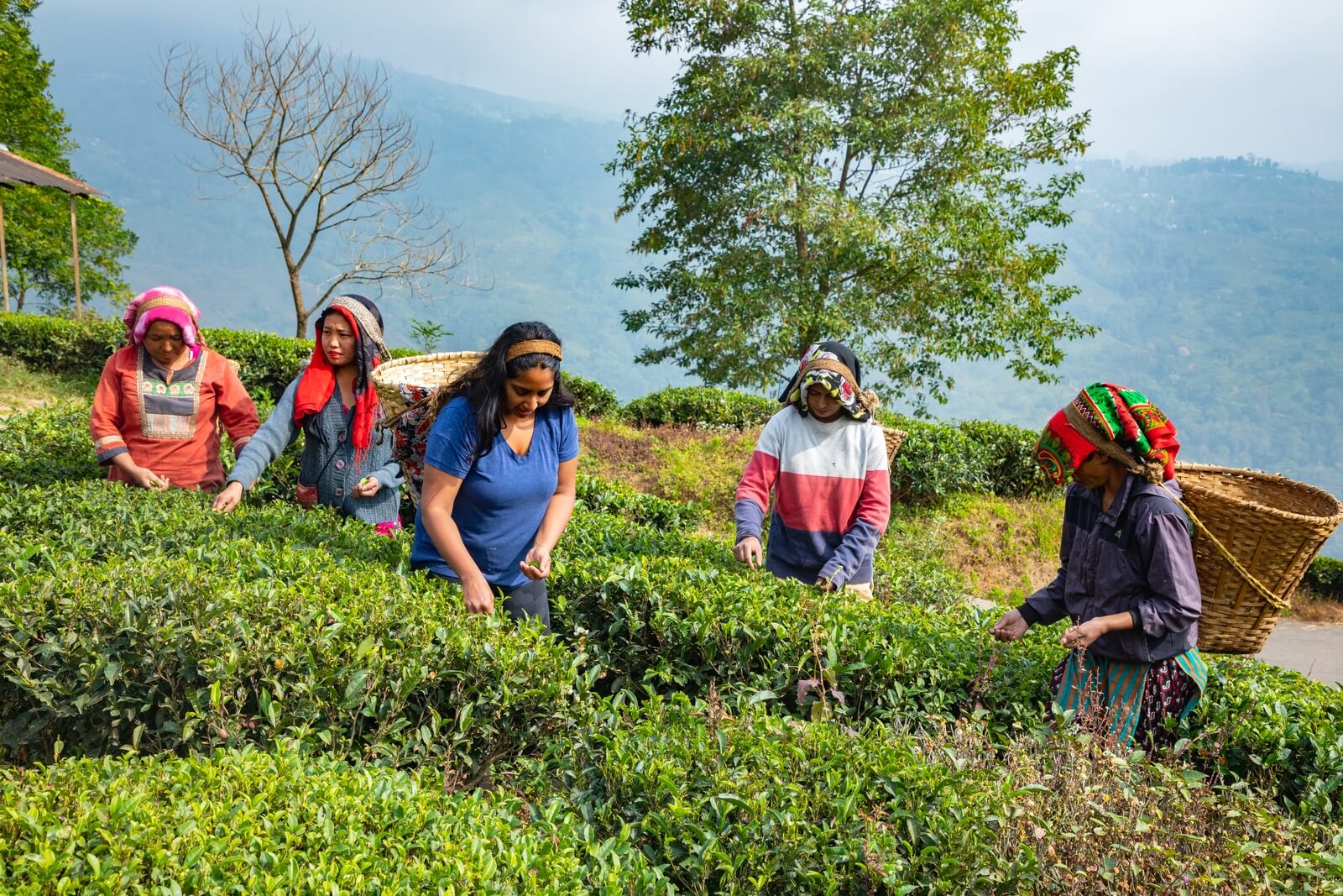 Poorvi Chordia with tea pluckers in the Darjeeling tea estate checking the fresh Darjeeling Oolong tea leaves