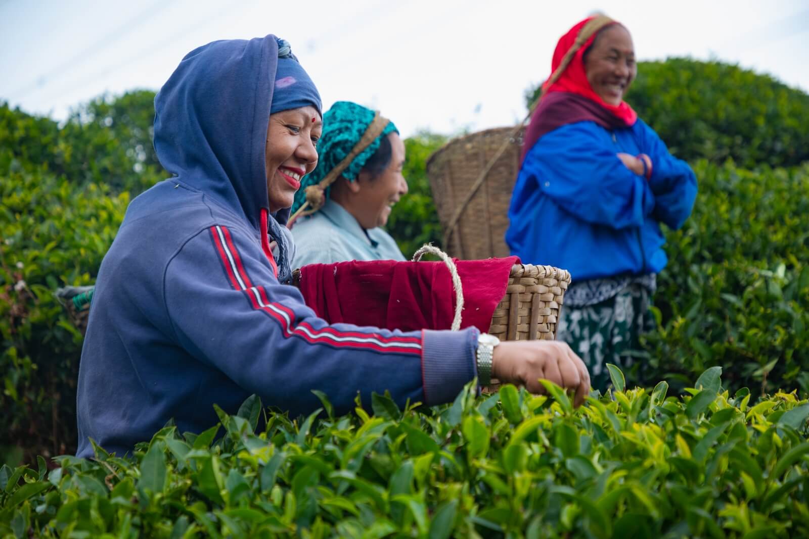 a tea plucker plucking fresh rare Oolong tea leaves to make a batch of frosted tea