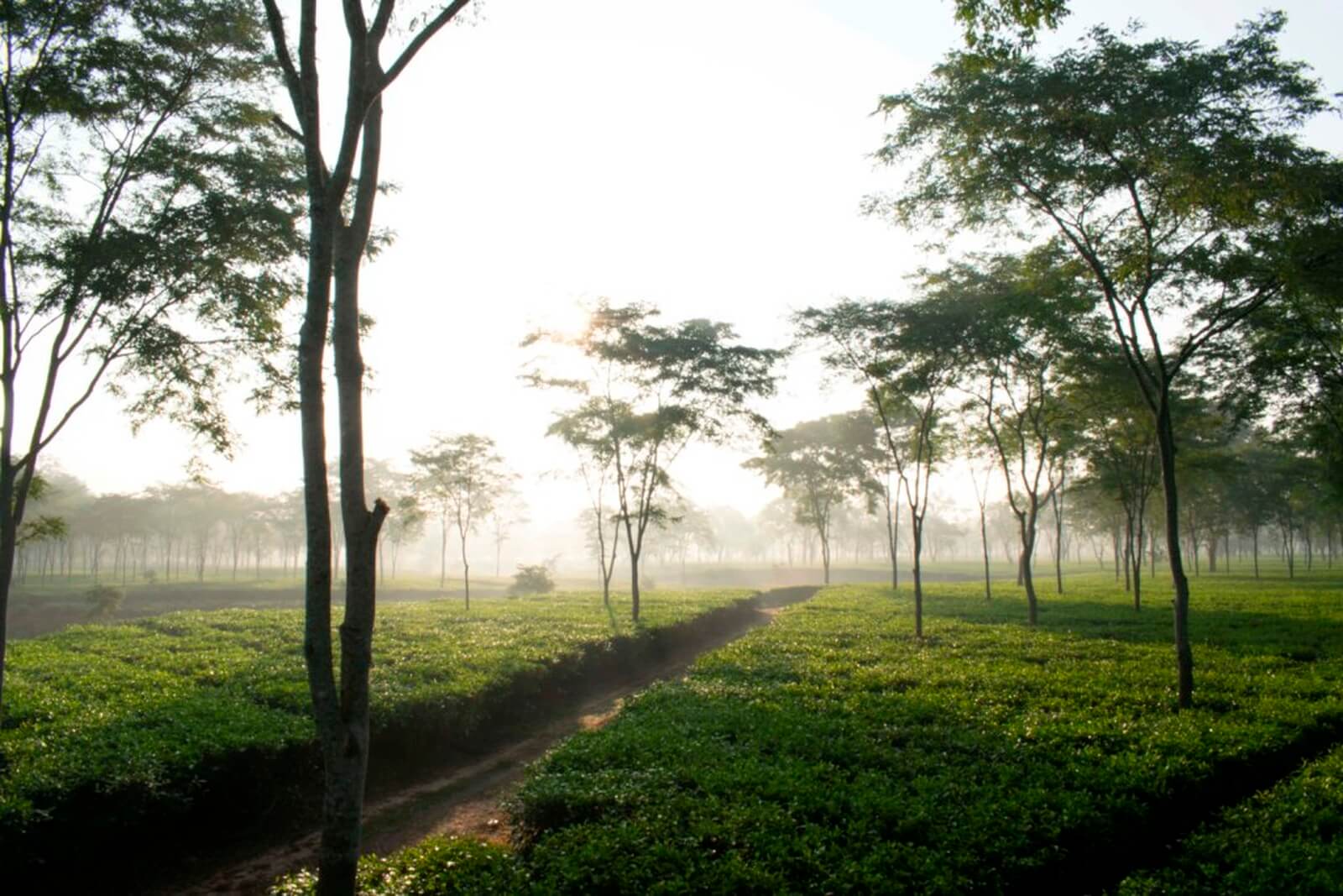 a quaint picturesque look of Sivasagar district tea plantations