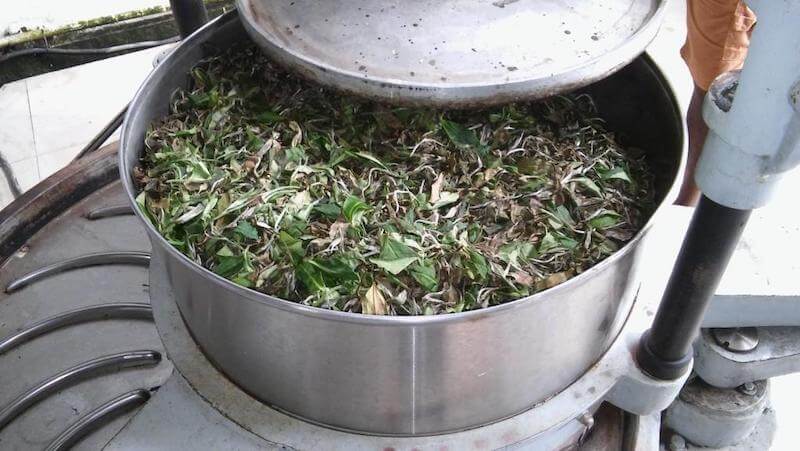 A picture of Assam whole leaf black tea in the making